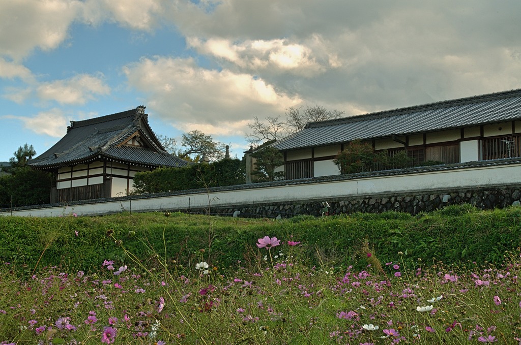 やっと咲いた明日香村のコスモス