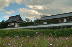 やっと咲いた明日香村のコスモス