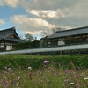 やっと咲いた明日香村のコスモス