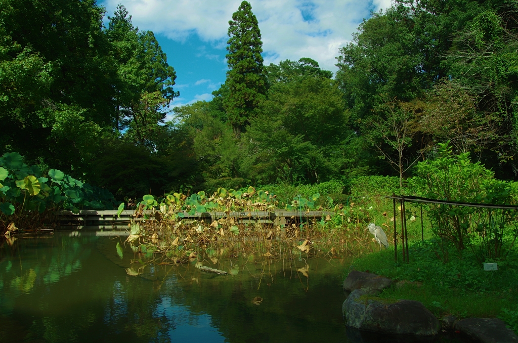 アオサギのいる風景