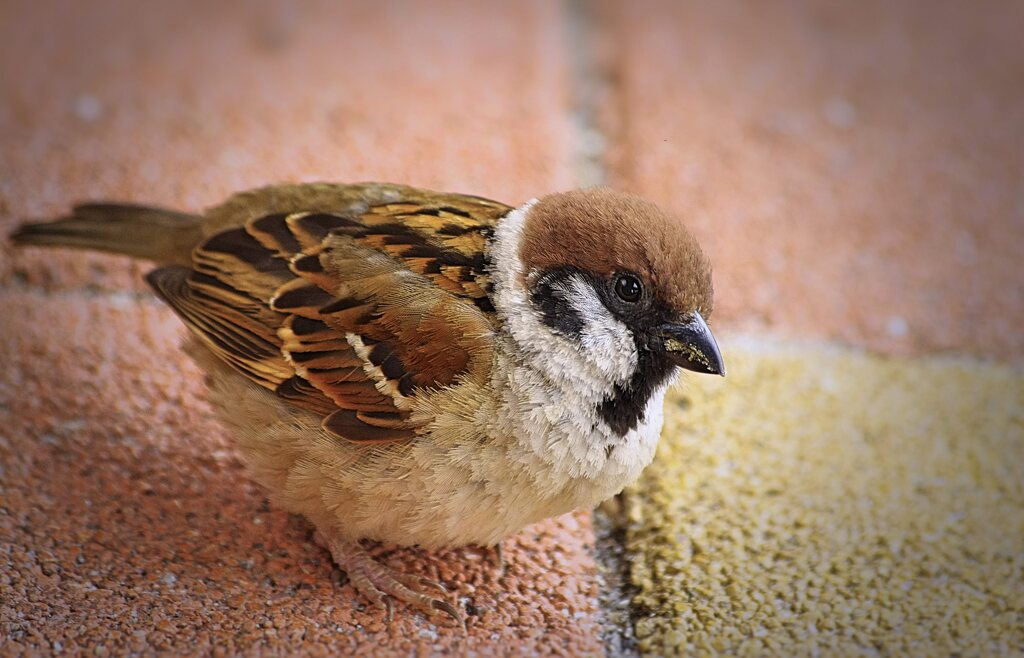 餌がほしいな