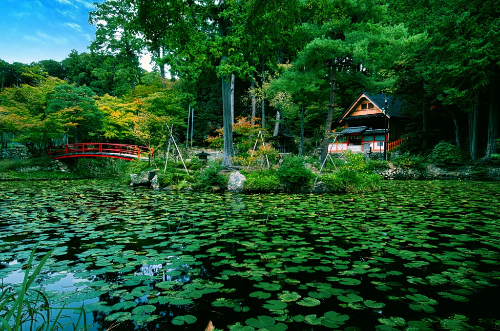 大原野神社のモネの池