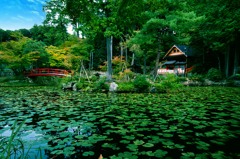 大原野神社のモネの池