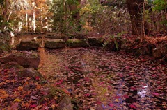 紅葉した池