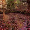 紅葉した池