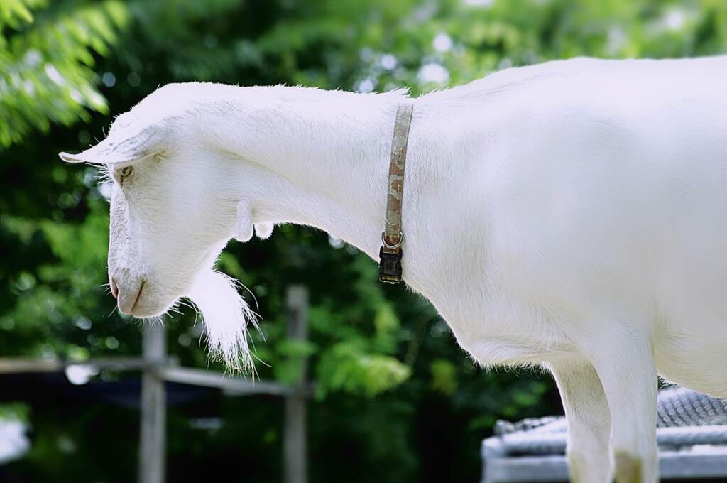昼間の動物園