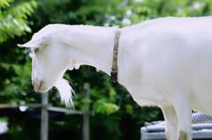 昼間の動物園