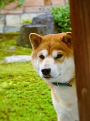 ちょっと人見知り