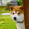 ちょっと人見知り