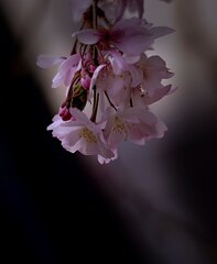開花