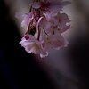 開花