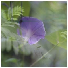 儚い花