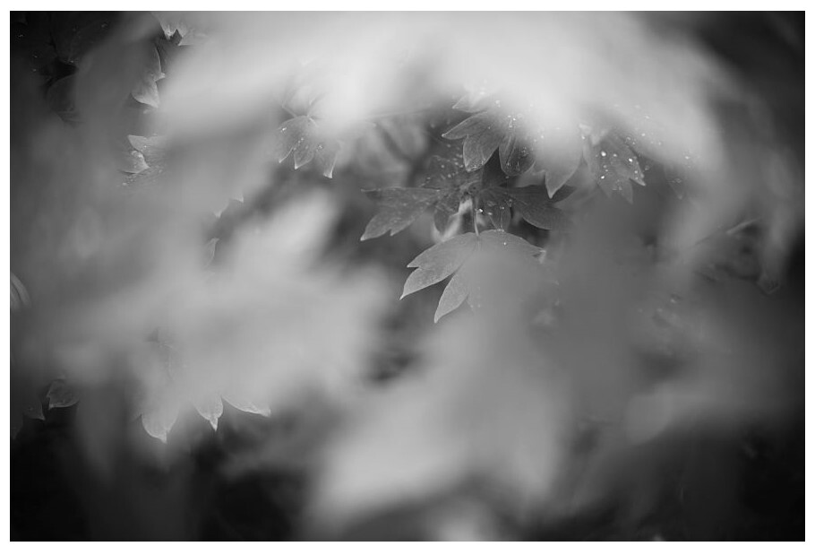 雨あがり