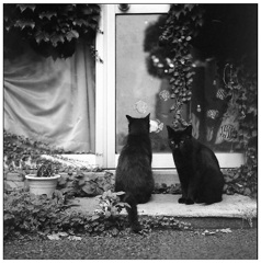 港町の猫さん(Film)
