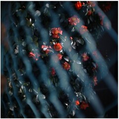 2005年の最後の一枚