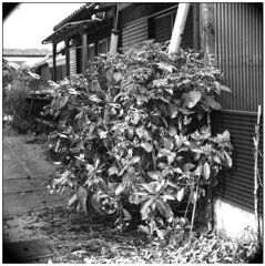 ご近所風景　（その１）