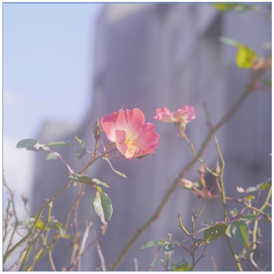 冬の薔薇　（Ⅱ）