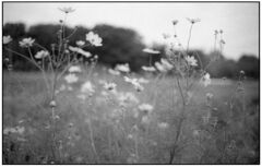 Monochrome cosmos（Film)