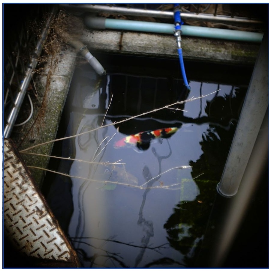 私のM3日記　Ⅱ