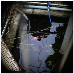 私のM3日記 Ⅱ 私のM3日記 Ⅱ