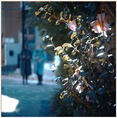 山茶花の咲く冬通り