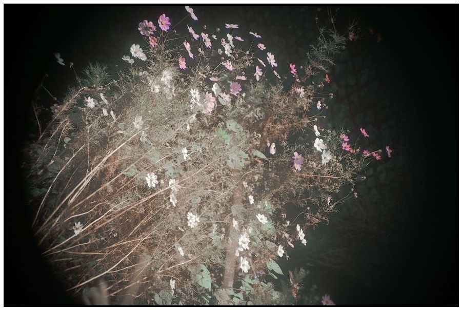 未だ咲いていました。コスモス