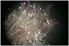 未だ咲いていました。コスモス