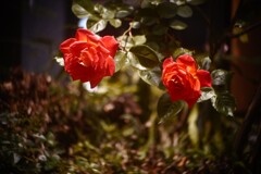 赤が美しく写せたアンジェニー