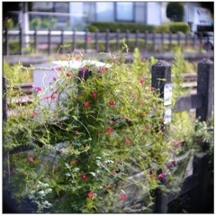 線路際の花々