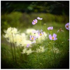 カメラ裏ブタの番号 カメラ裏ブタの番号