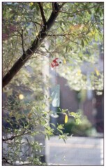 風鈴　（Film)