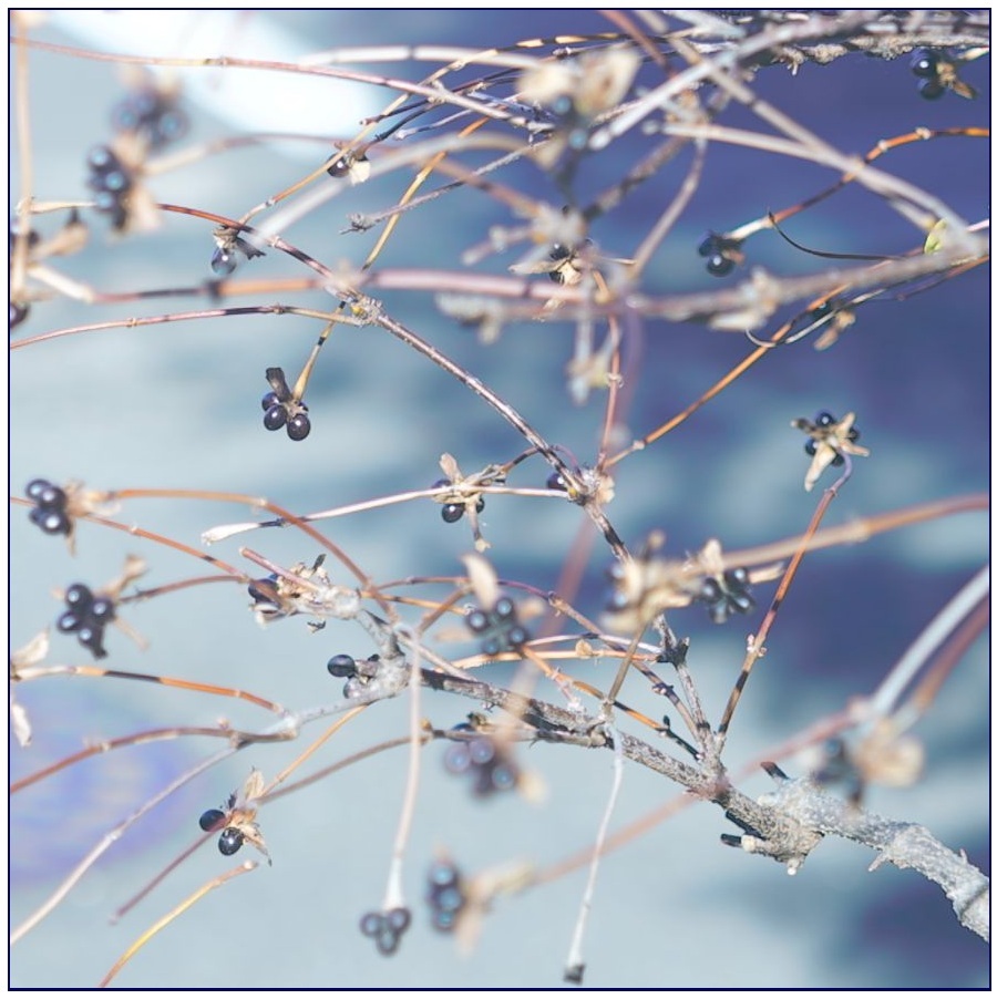 古いレンズは・・