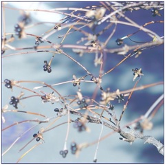 古いレンズは・・