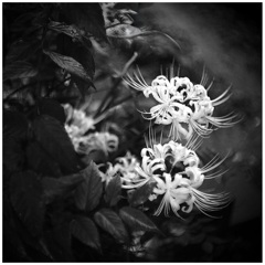 他人の家の芝は青く見えて・・