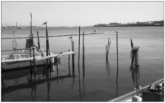 お正月風景　(film)