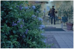 夏の夜（おまけFilm）