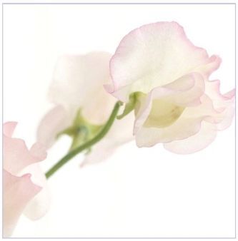 そこまで・・春