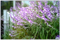 これが目に入らんかあ～　！