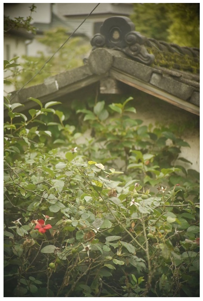 古い家と薔薇