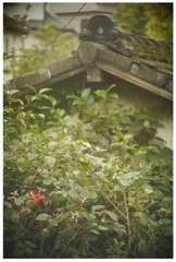 古い家と薔薇