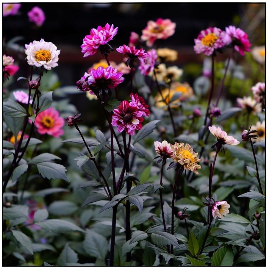 ジュピター8の写り　（番外編）