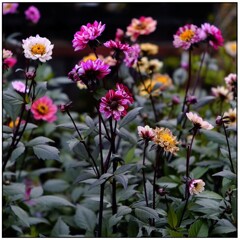 ジュピター8の写り　（番外編）