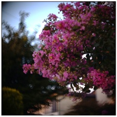 夏の花