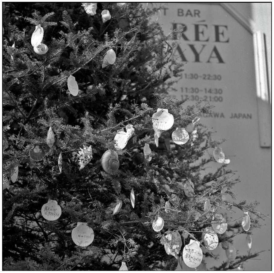 貝殻ツリー  (film)