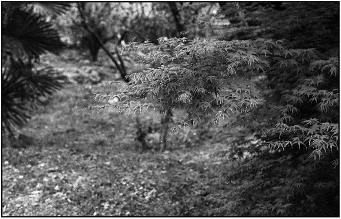 モノクロ紅葉  (film)