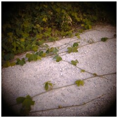 地を這ってでも・・