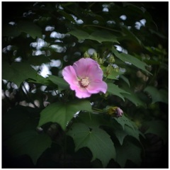 芙蓉の花