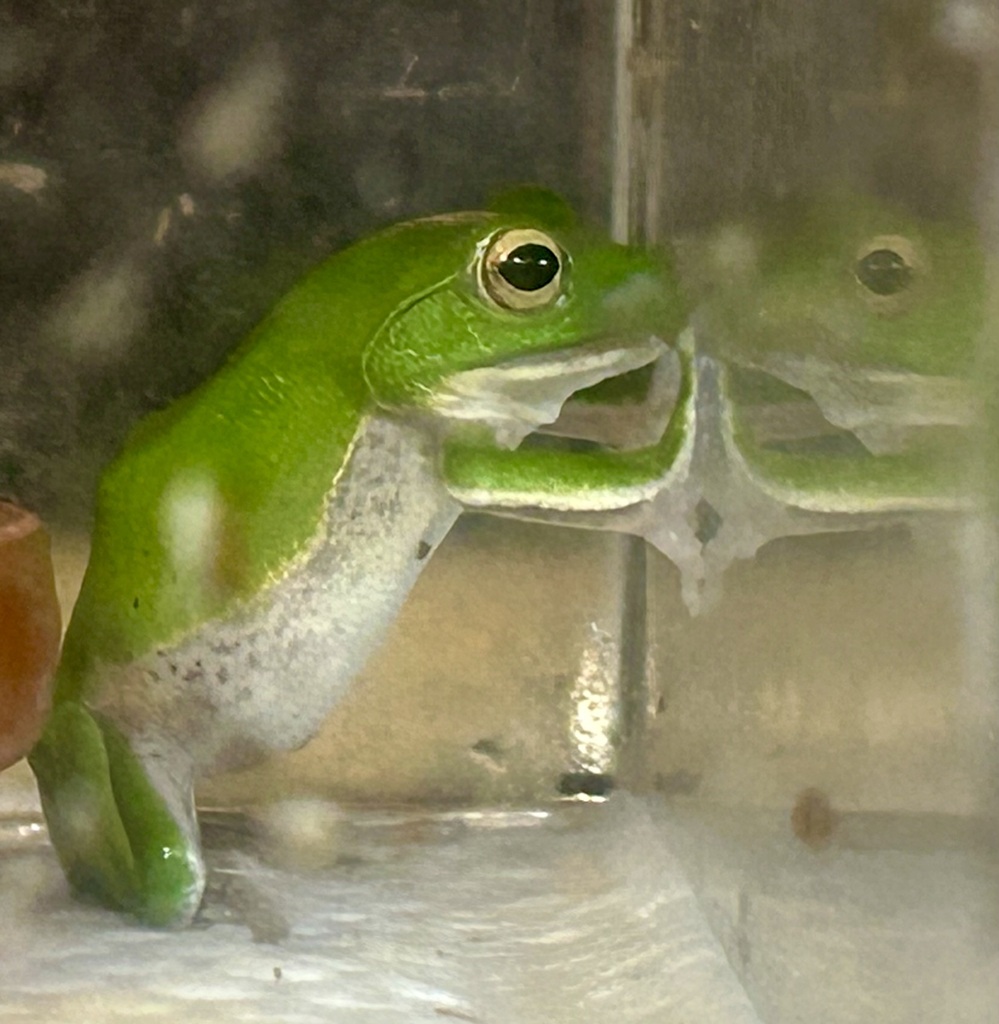 蛙の壁ドン！