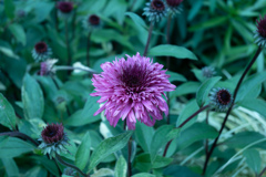 代々木公園