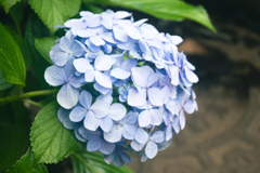 紫陽花
